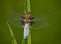 Broad-Bodied Chaser_David Schenck